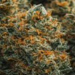 Animal face strain cannabis buds with frosty trichomes and orange pistils showing premium quality