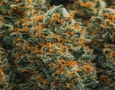 Animal face strain cannabis buds with frosty trichomes and orange pistils showing premium quality