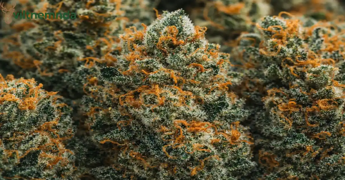 Animal face strain cannabis buds with frosty trichomes and orange pistils showing premium quality
