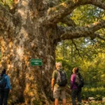 Ohio Giants massive champion tree with thick trunk in Delaware County forest showing record-breaking American Sycamore specimen