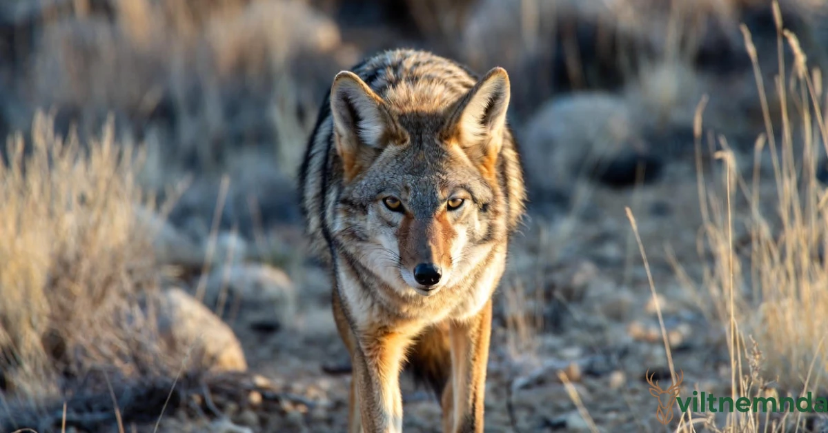 Alert coyote in desert grassland at golden hour, illustrating solitary hunting behavior and how coyotes hunt in packs only for large prey