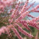 Pink flowering ракитовица (Tamarix) shrub with feathery branches growing along Bulgaria's Black Sea coast