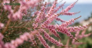 Ракитовица: Bulgaria’s Hardy Coastal Plant Guide
