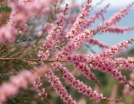 Pink flowering ракитовица (Tamarix) shrub with feathery branches growing along Bulgaria's Black Sea coast