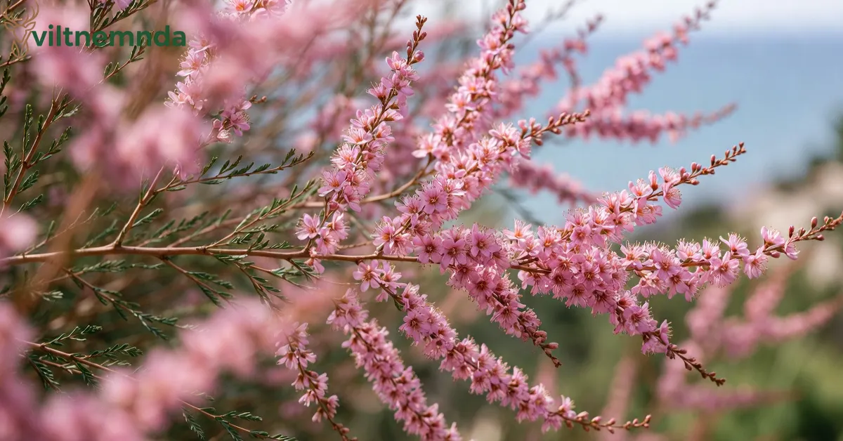 Pink flowering ракитовица (Tamarix) shrub with feathery branches growing along Bulgaria's Black Sea coast